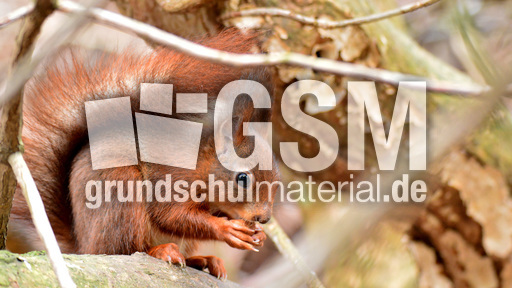 Eichhörnchen (9).jpg